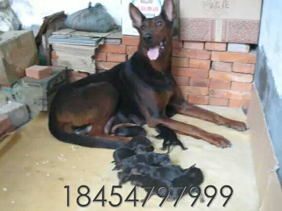 河源市紫金县出售纯种苏联红犬