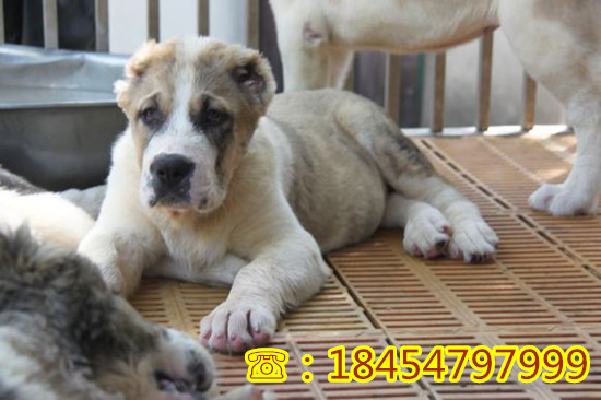 赣榆县莱州红犬一般多少钱