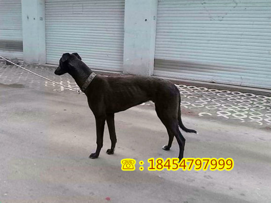 桂林市秀峰区出售什么地方有莱州红犬