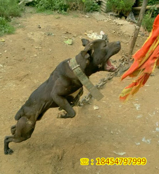 沁源优惠出售如何养莱州红犬