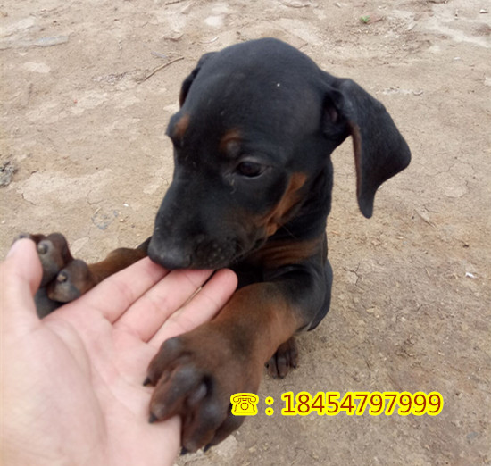 依安县哪里有德国牧羊犬喂什么好