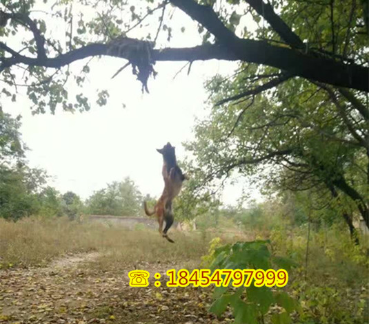 沁源优惠出售如何养莱州红犬
