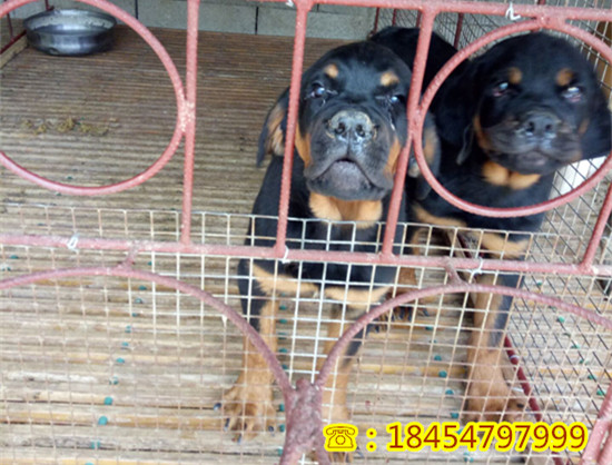 临猗县南方适合养莱州红犬吗