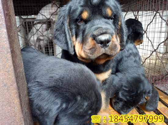 长汀县大型纯种苏联红犬多长时间