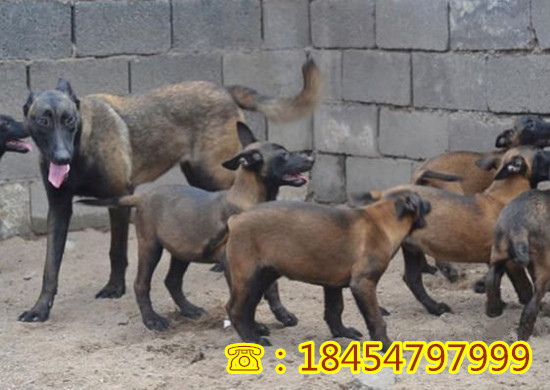 桦川县大型莱州红犬多少钱一只