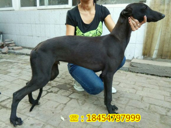 阳山县莱州红犬价格的比较新价格
