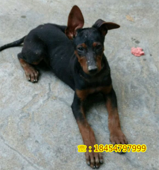 扶绥县买莱州红犬价格