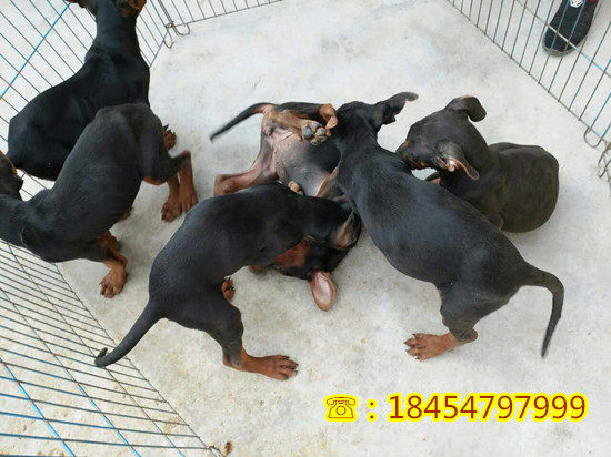 满洲里市大型纯种苏联红犬养殖