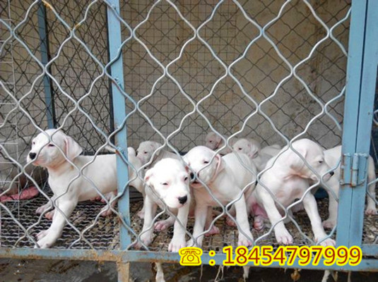 沁源优惠出售如何养莱州红犬