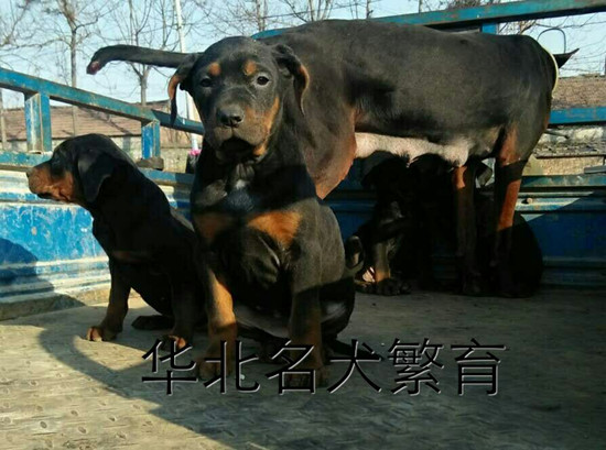赣榆县莱州红犬一般多少钱