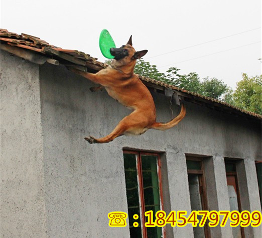 依安县哪里有德国牧羊犬喂什么好
