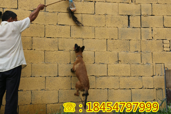 壶关批发哪里有好纯种莱州红犬