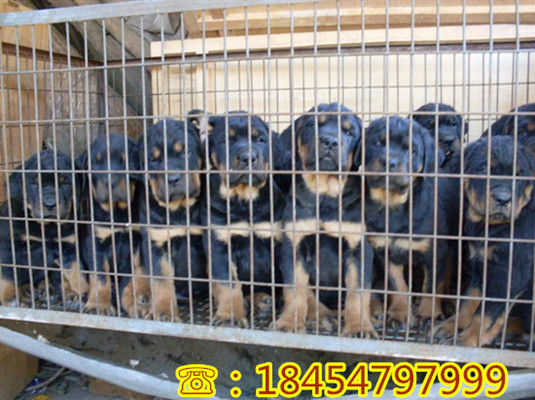 梅里斯达斡尔族区莱州红犬批发市场