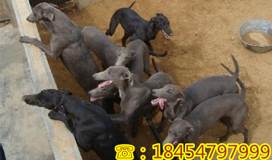 云县大型哪里纯种苏联红犬的纯种