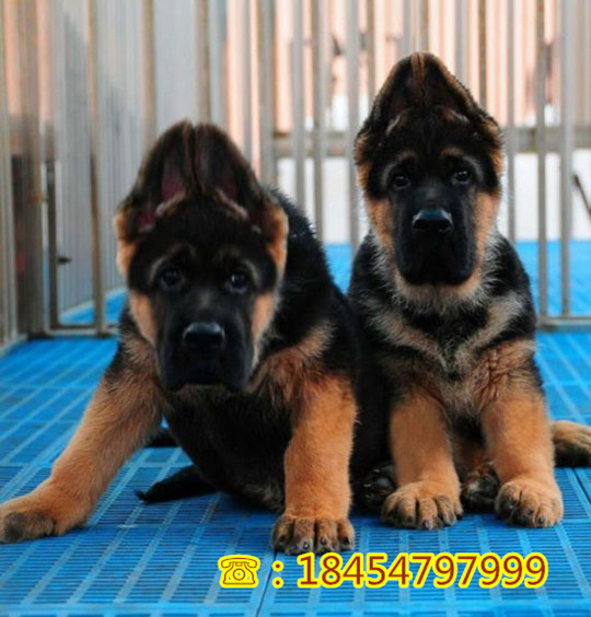 望都县哪里有成年马犬能吗