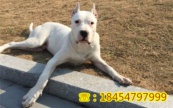 忠优惠出售什么地方有莱州红犬