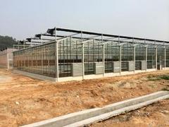 广西结实耐用的广西玻璃温室大棚 广西玻璃&nbsp;&nbsp;南宁温室大棚