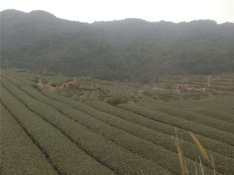 健康环保的天然的白芽奇兰茶叶提供商找海山  白芽奇兰茶叶价位