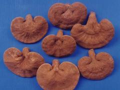 【供应】淄博报价合理的灵芝-青岛灵芝种植  灵芝种植基地  灵芝批发