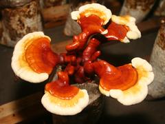 枣庄灵芝种植基地|寿康灵芝提供价格合理的  灵芝批发