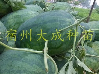 龙卷风西瓜苗-龙卷风西瓜嫁接苗-龙卷风嫁接西瓜苗