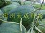 龙卷风西瓜苗-龙卷风西瓜嫁接苗-龙卷风嫁接西瓜苗