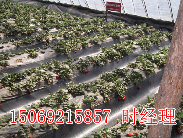 蔬菜大棚地面防草布，园林防草布生产厂家&nbsp;&nbsp;大棚种植防草布&nbsp;&nbsp;园林绿化防草布