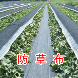 蔬菜大棚地面防草布，园林防草布生产厂家&nbsp;&nbsp;大棚种植防草布&nbsp;&nbsp;园林绿化防草布