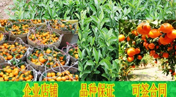 桂林明柳甜桔苗价格多少钱&nbsp;&nbsp;邵阳南丰蜜橘苗&nbsp;&nbsp;贵州茂谷柑苗供应&nbsp;&nbsp;武宣默科特苗出售