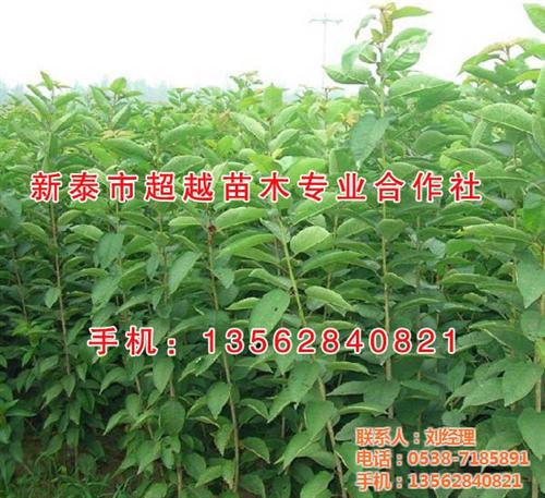 盆栽樱桃苗|东营樱桃苗|新泰超越苗木(多&nbsp;&nbsp;求购樱桃苗&nbsp;&nbsp;黄蜜樱桃苗