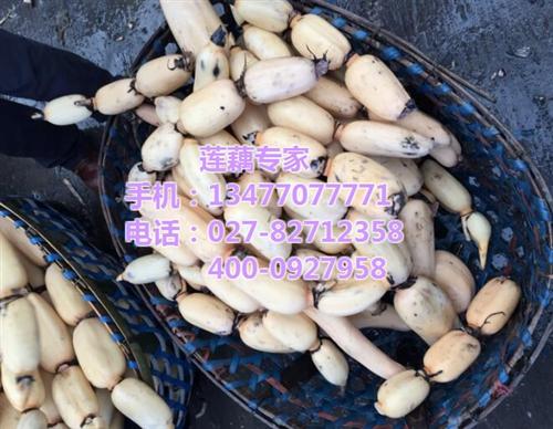 包装莲藕采购_包装莲藕_武汉藕御农业发展 包装莲藕批发价 包装莲藕供应