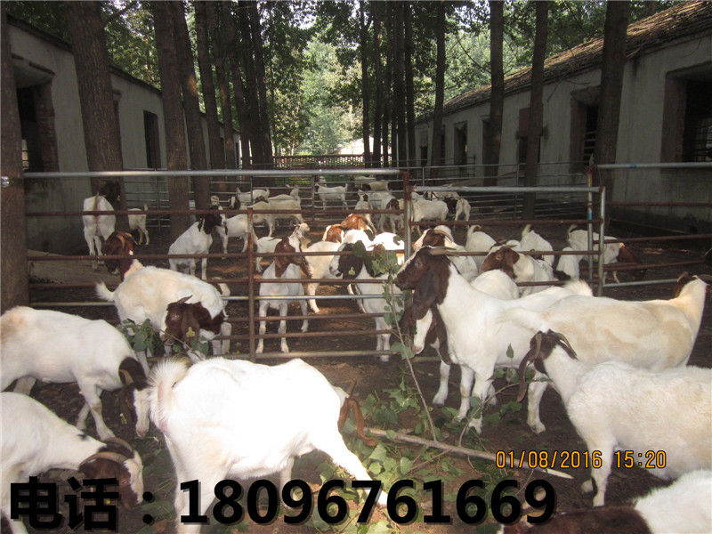 供应阜阳优质的杜泊羊|杜泊羊幼崽  杜泊羊价格  杜泊羊厂家