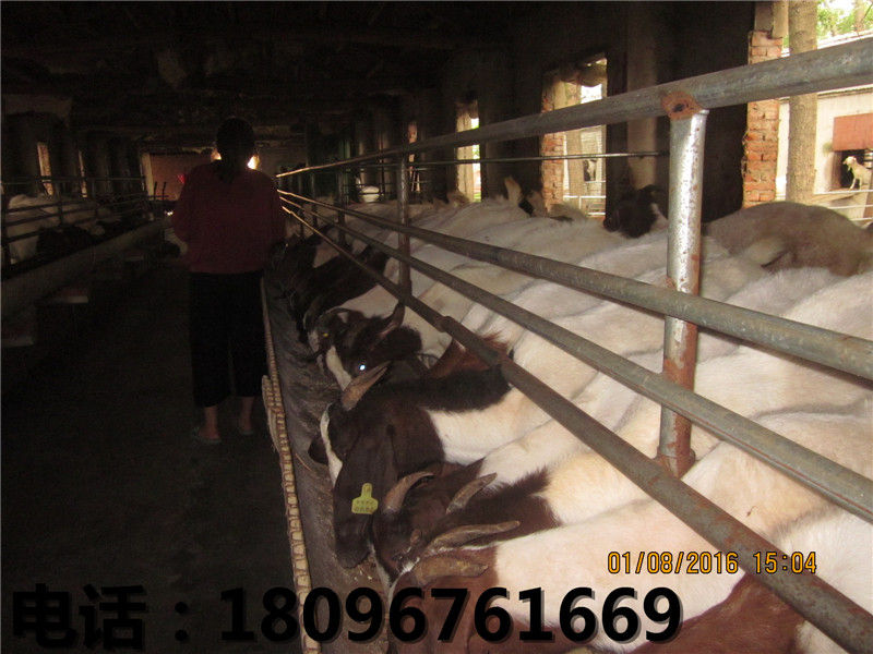 想买好的湖羊就到世新山羊养殖场 ，湖羊价  湖羊种羊  阜阳湖羊