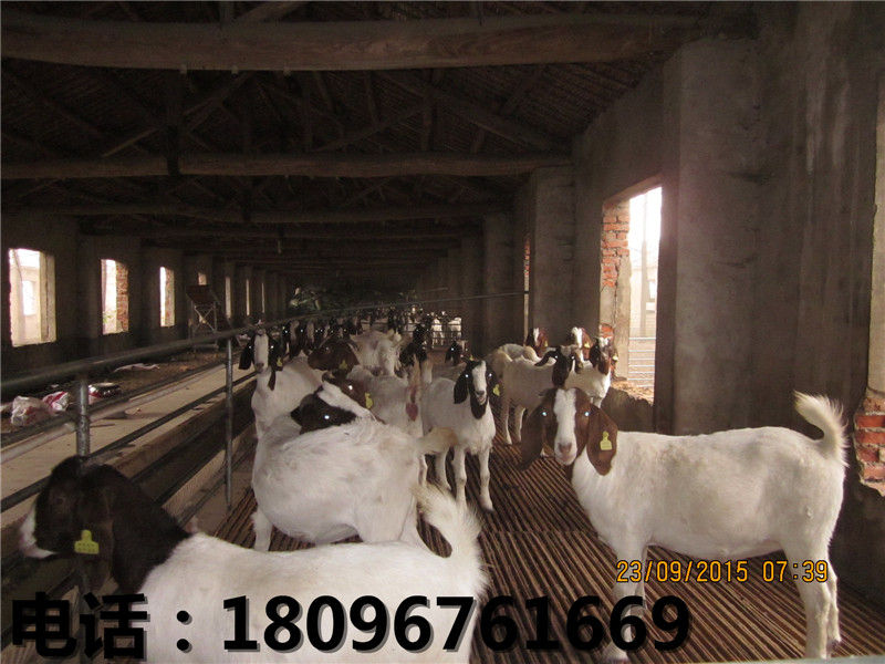 阜阳小尾寒羊哪里有供应，小尾寒羊怎么样  育肥羔羊  小尾寒羊养殖场