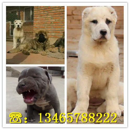 纯种小犬图片及价格