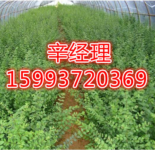 山西销售杏树苗/石榴树苗价格行情 出售石榴树苗 供应行情