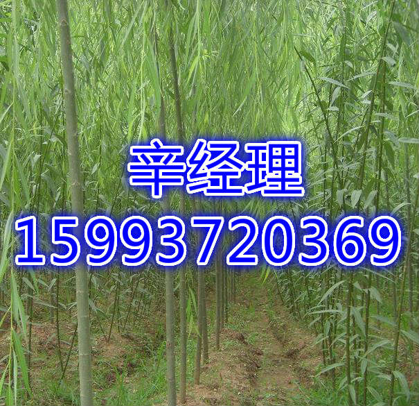 巢湖批发桂花树/紫叶矮樱种植基地  出售批发桂花树  供应批发桂花树