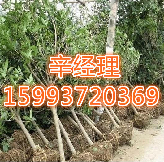 安庆出售馒头柳/小叶女贞价格表  出售小叶女贞  供应小叶女贞