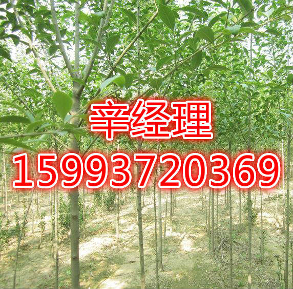 乳山热销法桐/白皮松价格表  出售白皮松  供应白皮松
