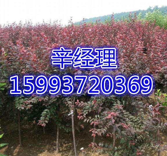 麻城批发香花槐/黄栌树苗价格  出售批发香花槐  供应黄栌树苗