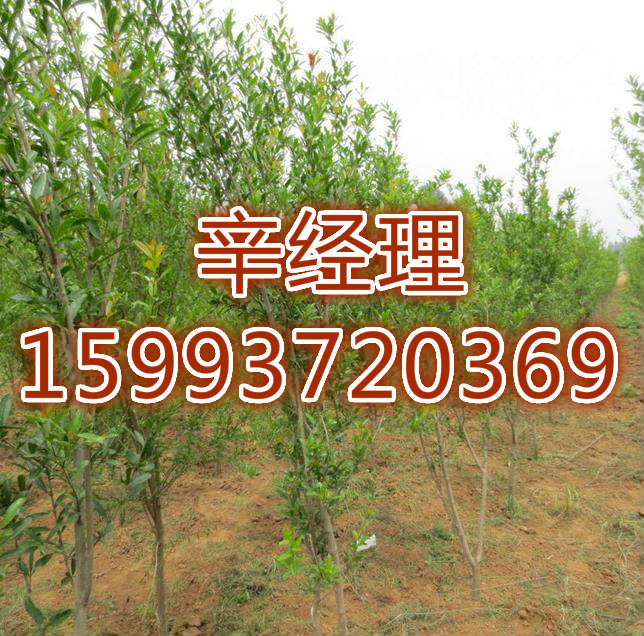 安徽批发大叶女贞/黄栌价格参考  出售黄栌  供应批发大叶女贞