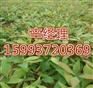 邯郸直销广玉兰/白腊种植基地