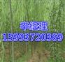巢湖批发桂花树/紫叶矮樱种植基地