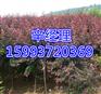麻城批发香花槐/黄栌树苗价格