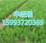 广水热销百日红/香花槐价格参考