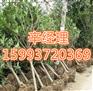 阳泉供应黄栌/法桐价格行情