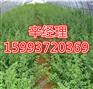 芜湖销售苹果树苗/青柳基地报价