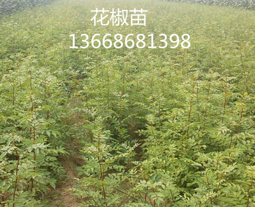 攀枝花九叶青花椒苗供应