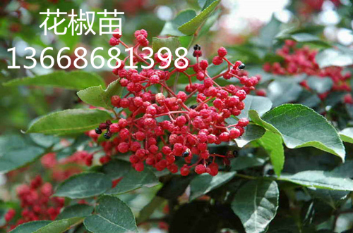 河南花椒苗四年苗