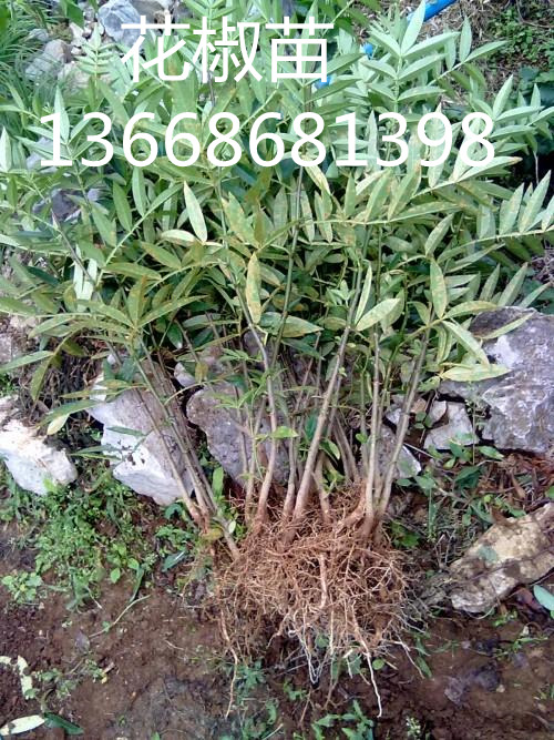 榆林花椒苗栽培方法
